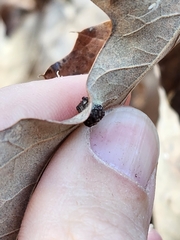 Polystepha symmetrica