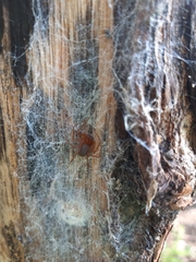 Loxosceles yucatana