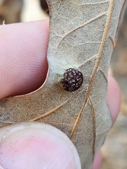 Polystepha symmetrica