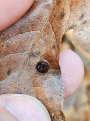 Polystepha symmetrica