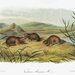 Topillo de Brezo Oriental - Photo 
John Woodhouse Audubon, sin restricciones conocidas de derechos (dominio publico)