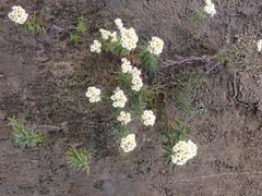 Anaphalioides subrigida