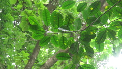 Ficus tonduzii
