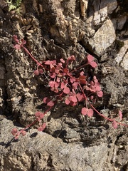 Pterostegia drymarioides