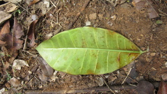 Ficus tonduzii