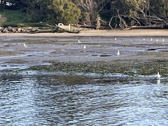 Zostera