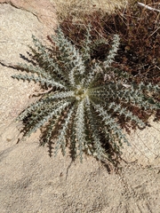 Cirsium neomexicanum