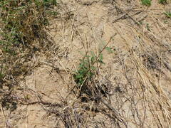 Plectrocarpa tetracantha