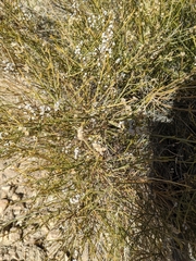 Lepidospartum squamatum