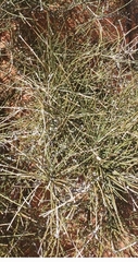 Ephedra nevadensis