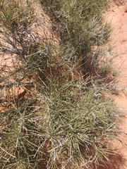 Ephedra nevadensis