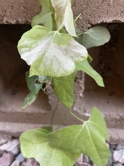 Aristolochia trilobata