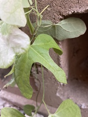 Aristolochia trilobata