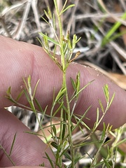 Lechea tenuifolia