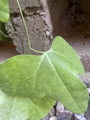 Aristolochia trilobata