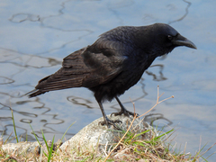 Corvus corone