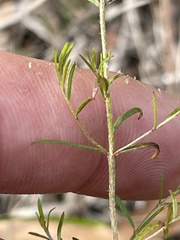 Lechea tenuifolia
