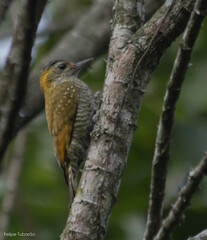 Dryobates maculifrons