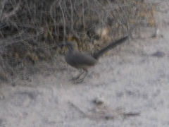 Toxostoma crissale