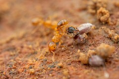 Solenopsis aurea