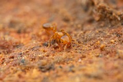 Solenopsis aurea
