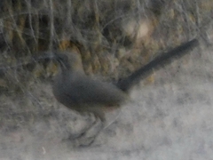 Toxostoma crissale