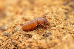 Tenebrionoidea