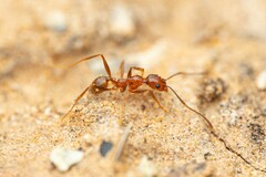 Pheidole hyatti