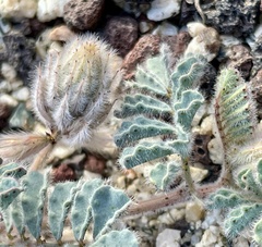 Dalea mollissima