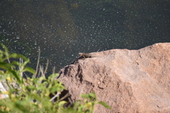 Sceloporus spinosus