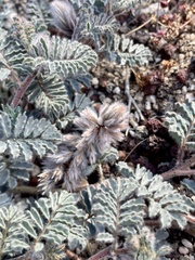 Dalea mollissima