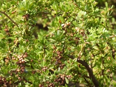 Schinus fasciculata