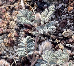 Dalea mollissima