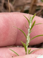 Lechea tenuifolia