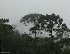 Araucaria angustifolia