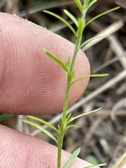 Lechea tenuifolia