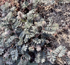 Dalea mollissima