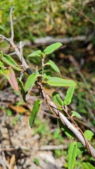 Marianthus bignoniaceus