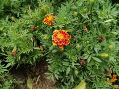 Tagetes patula