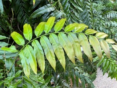 Stenochlaena palustris