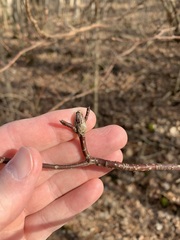 Neolasioptera cornicola