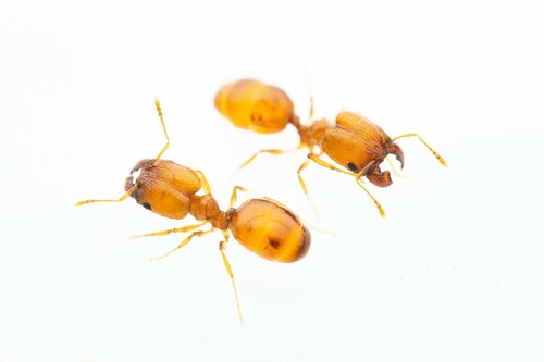 Pheidole miculaPheidole micula