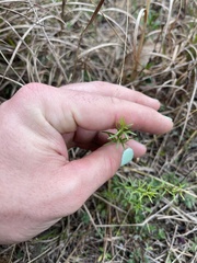 Lechea tenuifolia