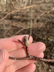 Neolasioptera cornicola