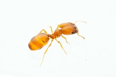 Pheidole micula