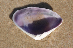 Latona deltoides