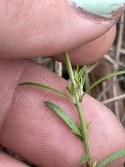 Lechea tenuifolia