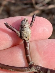 Neolasioptera cornicola