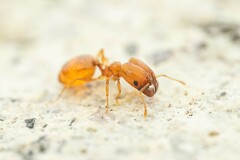 Pheidole micula