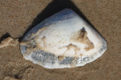 Latona deltoides